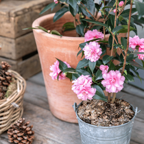 Un zoom sur un camélia