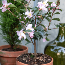 Un zoom sur un camélia