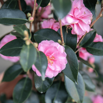 Un zoom sur un camélia rose