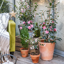 Des camélias dans une serre