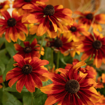 Zoom fleur automne orange rudbeckia
