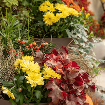Une composition de fleurs et feuillages d'automne dans un pot