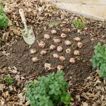 La plantation des bulbes à l'automne