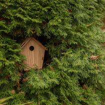 Un nichoir dans un arbre