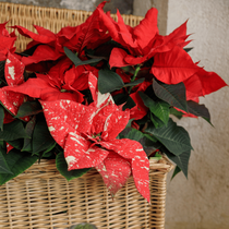 Un zoom sur un poinsettia