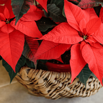 Un zoom sur un poinsettia rouge