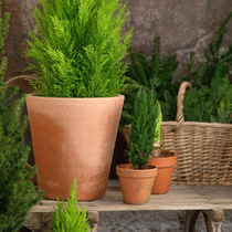 Un zoom sur des mini sapin avec des pots en terre cuite