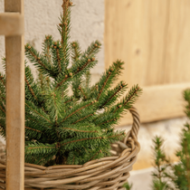 Un zoom sur un mini sapin