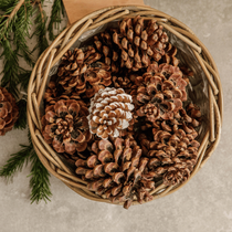 Un panier de pommes de pin