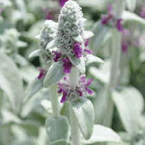 Une plante vivace nommée stachys