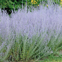 Une plante vivace nommée perovskia