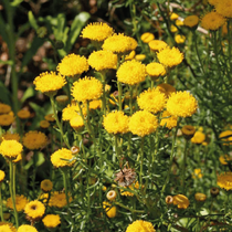 Une plante vivace nommée santoline