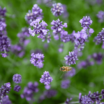 Une lavande, fleur vivace exposition plein soleil avec une abeille