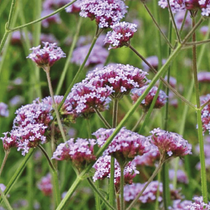 Une fleur vivace verbena bonariensis