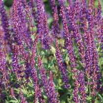 Une fleur vivace exposition plein soleil, sauge superba blue