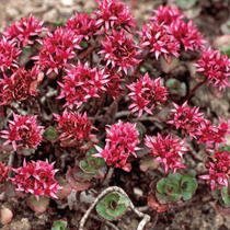 Une plante vivace de plein soleil nommée sedum spurium