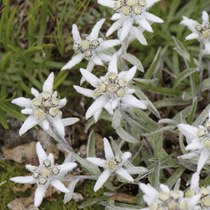 Une fleur vivace de plein soleil idéal en rocaille