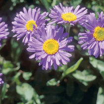 Une fleur vivace pour exposition plein soleil nommée aster des alpinus bleu