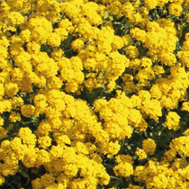Des plantes vivaces jaune nommées alyssum corbeille d'or