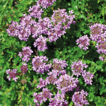 Du thym serpolet rose qui est vivace pour une exposition plein soleil