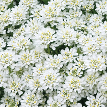 Plante vivace de plein soleil blanche nommée iberis sempervirens