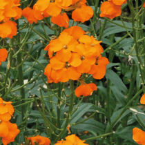Une fleur vivace à floraison estivale qui s'appelle la giroflee orange
