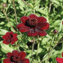 Une fleur vivace à floraison estivale qui s'appelle le cosmos chocolat