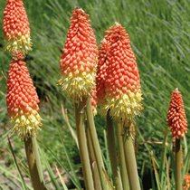 Une fleur vivace à floraison estivale qui s'appelle le tritoma orange jaune