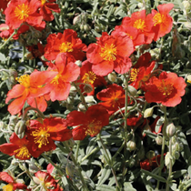 Une fleur vivace à floraison estivale, l'heliantheme cuivré
