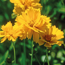 Une fleur vivace à floraison estivale, le coroepsis haut jaune