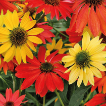 Une fleur vivace à floraison estivale, l'échninacée