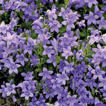 Des fleurs vivaces d'été, les campanules des murs