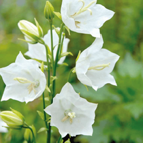 Des fleurs vivaces d'été, des campanules persicifolia blanche