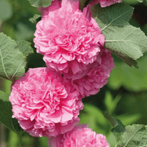 Des fleurs d'été vivaces, des roses trémières