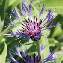Des fleurs d'été vivaces, des centaurea montana