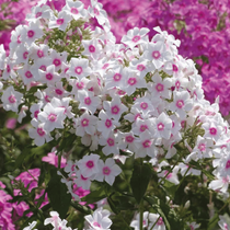 Des fleurs d'été vivaces, des phlox paniculata