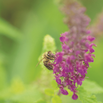 Une abeille qui butine une fleur mellifère colorée