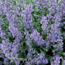 Une fleur vivace mellifère qui s'apelle la nepeta herbe à chat