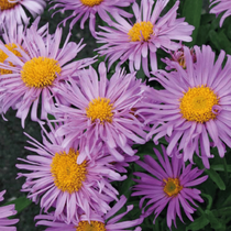 Fleur vivace mellifère qui s'appelle l'aster des alpinus rose