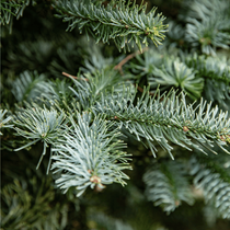 Zoom sur les branches d'un sapin naturel Nobilis