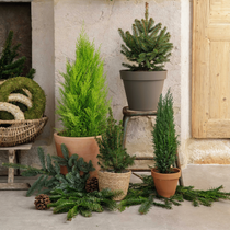 Une présentation de mini sapins pour embellir son extérieur en hiver