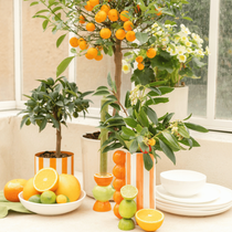 Des vases rayés orange tendance avec des arbustes agrumes dedans