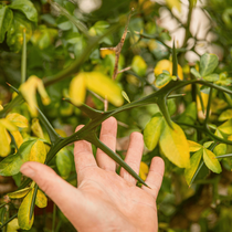 Un détail sur le feuillage épineux des arbustes agrumes