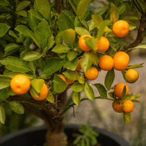 Gros plan sur le feuillage et les fruits du calamondin dans la famille des agrumes