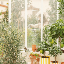 L'intérieur d'une véranda avec un olivier, citronnier et des pots de culture