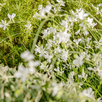 Des fleurs gaura blanches