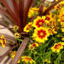Zoom sur des petites fleurs jaune avec le coeur rouge