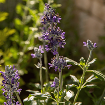 Fleurs de lavande dans un jardin