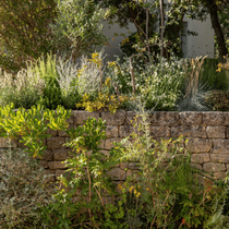 Pleins de végétaux contre un mur en exterieur