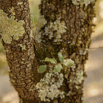 Le tronc d'un arbre avec de la mousse dans un jardin